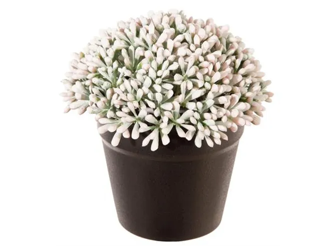 Hovedbilde Lyngblomst i sort potte 11cm Hvit