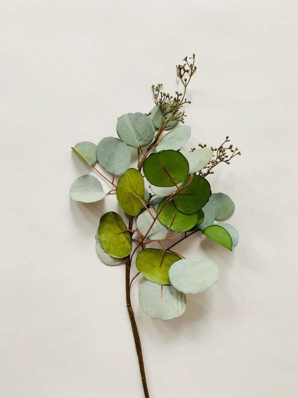 Eucalyptus 60 cm grønn
