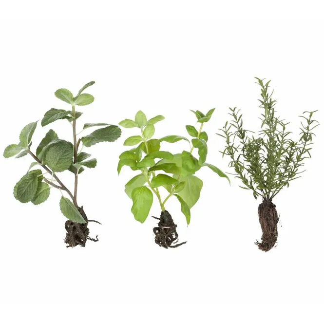 Hovedbilde Flora Krydderurter