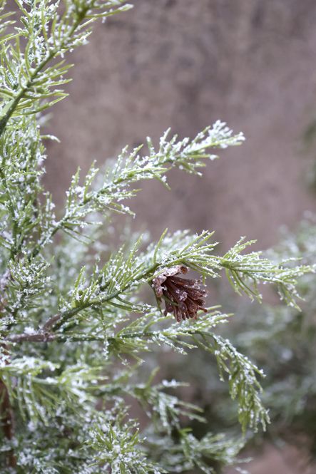 Hovedbilde Fleur Grantre m. kongler og snø 120cm