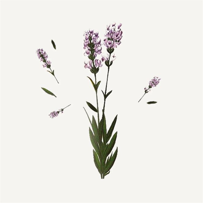 Hovedbilde Panier - essential - dusj TUBE - lavendel 200ml