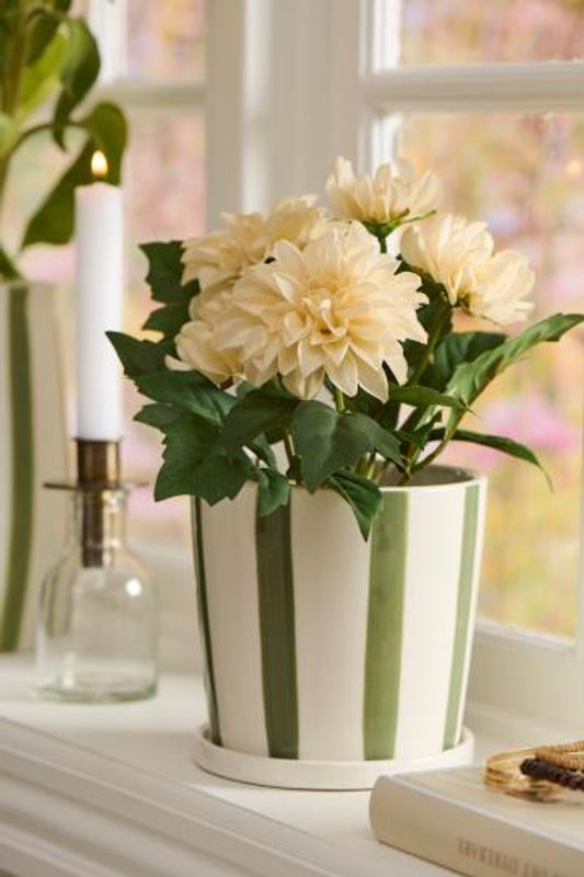 Dahlia 3 farger assortert m/5 blomster i potte